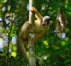 Ein Totenkopf&auml;ffchen klettert an einem Baumstamm im dichten, gr&uuml;nen Regenwald des Amazonas.