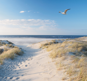 Sandd&uuml;ne an der Nordsee mit grasbewachsenen H&uuml;geln, Blick auf das Meer und eine fliegende M&ouml;we unter blauem Himmel.
