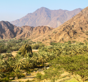 Landschaft in Fujairah mit gr&uuml;ner Oase, Palmen und schroffen Bergen im Hintergrund unter klarem Himmel.