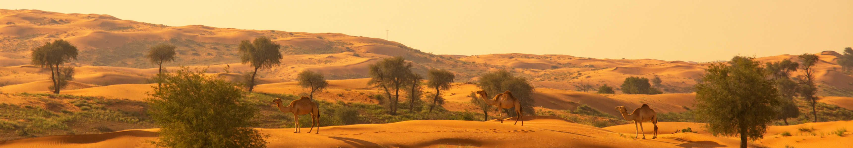 Die W&uuml;ste in Ras al Khaimah, Vereinigte Arabische Emirate