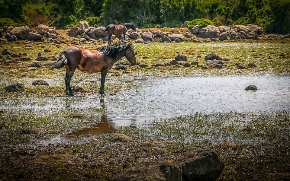 Pferd auf der Giara di Gesturi im Urlaub auf Sardinien entdecken