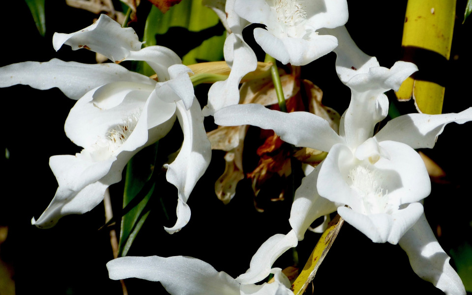 Blume auf La R&eacute;union