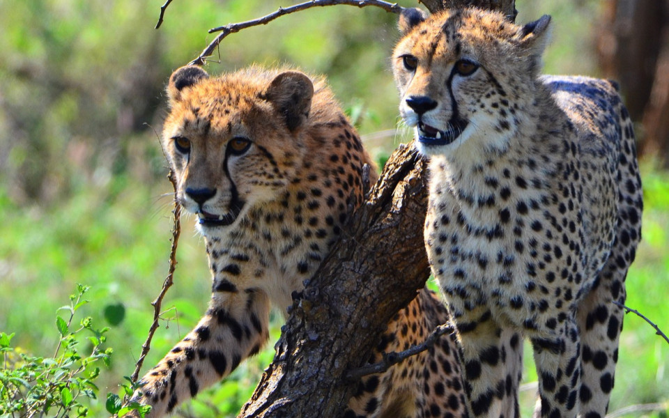 Kruger-Nationalpark