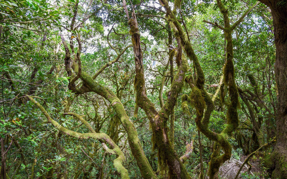 Waldlandschaft auf La Gomera