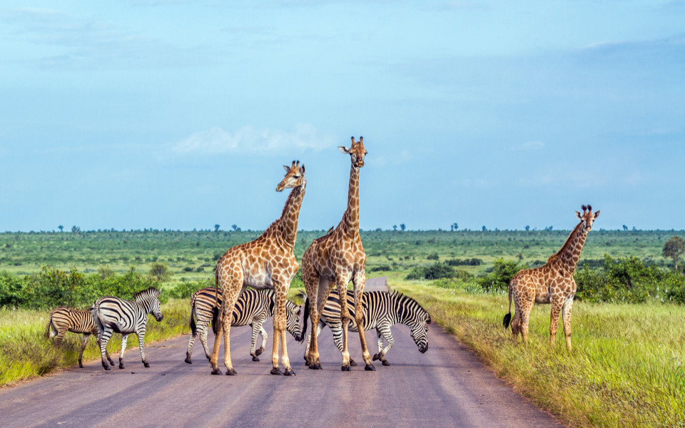 Giraffen und Zebras überqueren eine staubige Straße in der offenen Savanne, typisch für eine Safari in Südafrika.