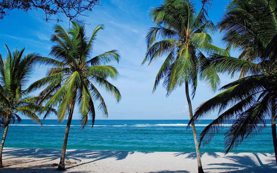 Tiwi Beach in Kenia, mit Palmen und t&uuml;rkisfarbenem Wasser, das sanft an den wei&szlig;en Sandstrand pl&auml;tschert.