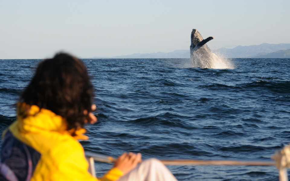 Person in gelber Jacke auf einem Boot beobachtet einen springenden Wal in der Ferne während des Whale Watching Festivals auf offener See.