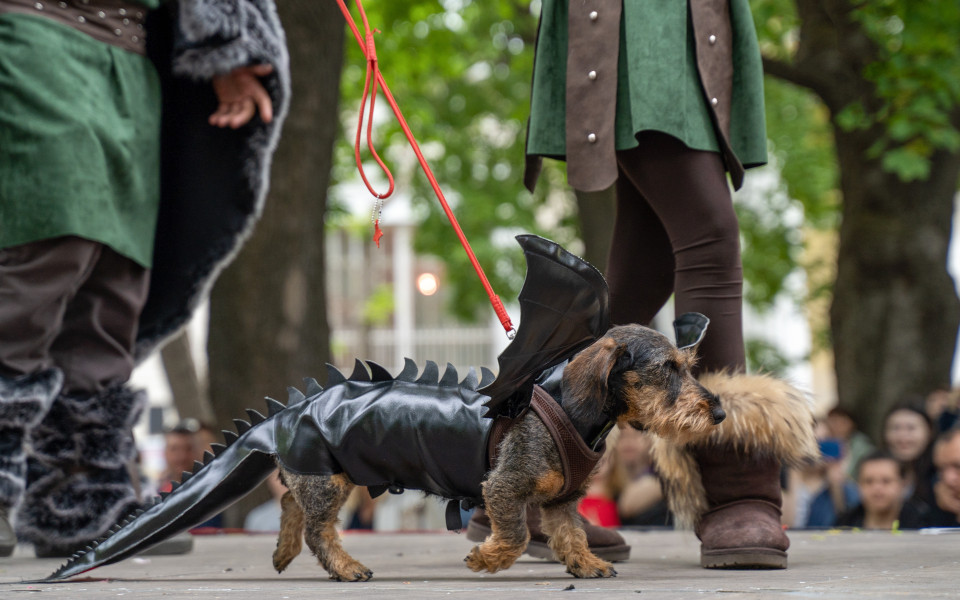 Ein Dackel als Drache kost&uuml;miert auf der Halloween Dog Parade in New York City